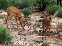 Raphicerus campestris