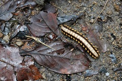 Nyssodesmus python