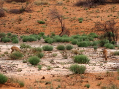 Raphicerus campestris