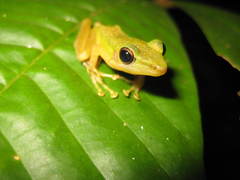 Chalcorana parvaccola