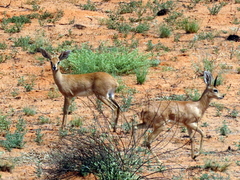 Raphicerus campestris