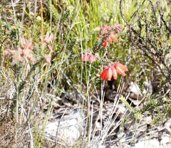 Erica cerinthoides cerinthoides