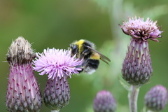 Bombus lucorum