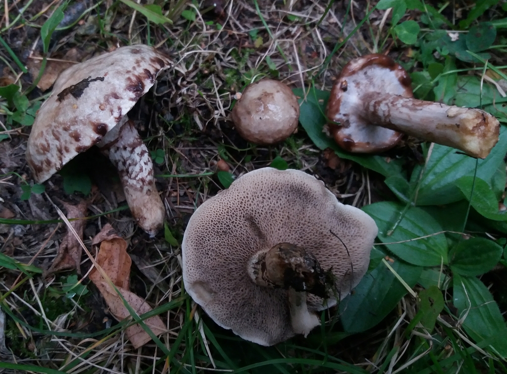 Suillus viscidus · September 2018 · photo: © ninacourlee (iNaturalist, cc-by)