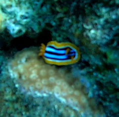 Chromodoris quadricolor