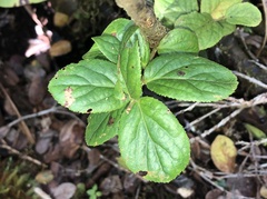 Vaccinium calycinum