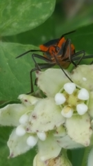 Oncopeltus fasciatus