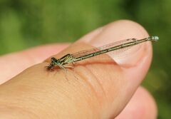 Coenagrion johanssoni