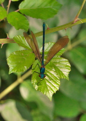 Calopteryx virgo meridionalis