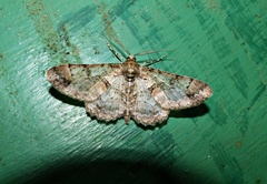 Iridopsis chalcea