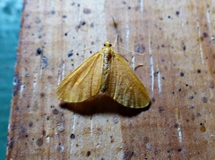 Eubaphe