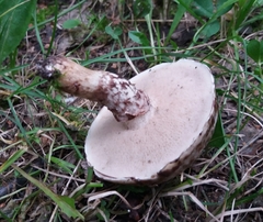 Suillus viscidus