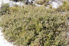 Diastella divaricata divaricata
