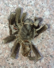Grammostola