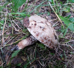 Suillus viscidus