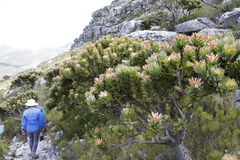 Mimetes fimbriifolius