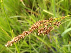 Carex disticha