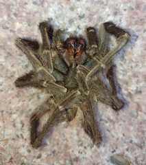 Grammostola