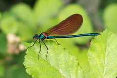 Calopteryx virgo meridionalis