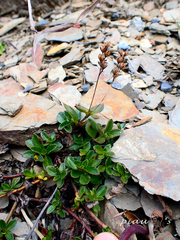 Veronica morrisonicola