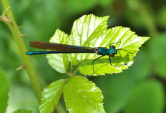 Calopteryx virgo meridionalis