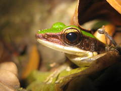 Odorrana hosii