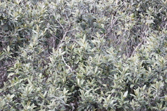 Tarchonanthus littoralis