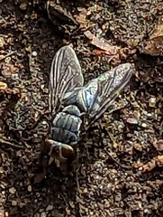 Calliphora vicina