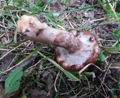 Suillus viscidus