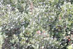 Ebenaceae