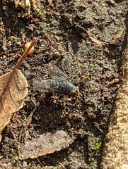 Calliphora vicina