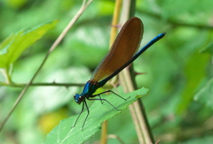 Calopteryx virgo meridionalis