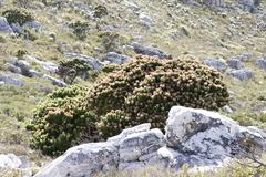 Mimetes fimbriifolius