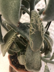 Kalanchoe tomentosa