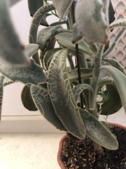 Kalanchoe tomentosa