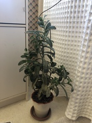 Kalanchoe tomentosa