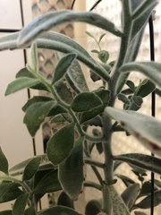 Kalanchoe tomentosa