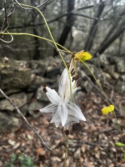 Matelea carolinensis