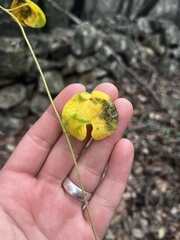Matelea carolinensis