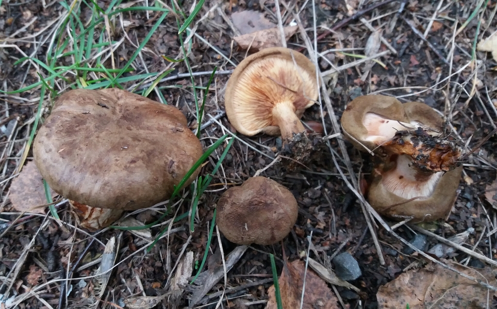 Paxillus involutus · September 2018 · photo: © ninacourlee (iNaturalist, cc-by)
