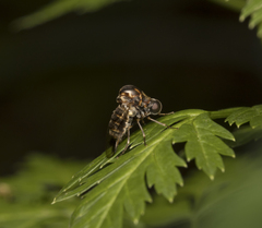 Megalybus pictus