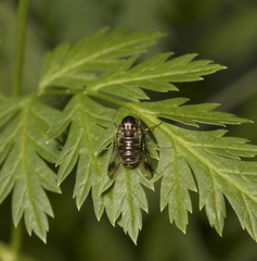 Megalybus pictus