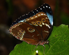 Morpho achilles