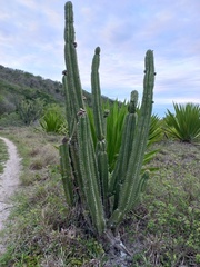 Pilosocereus