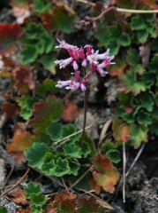 Heuchera caespitosa