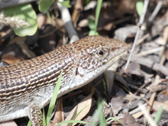 Gerrhosaurus auritus