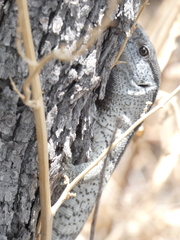 Varanus albigularis albigularis