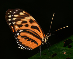 Heliconius hecale felix
