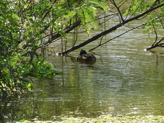 Heteronetta atricapilla