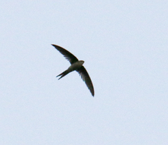 Cypsiurus balasiensis